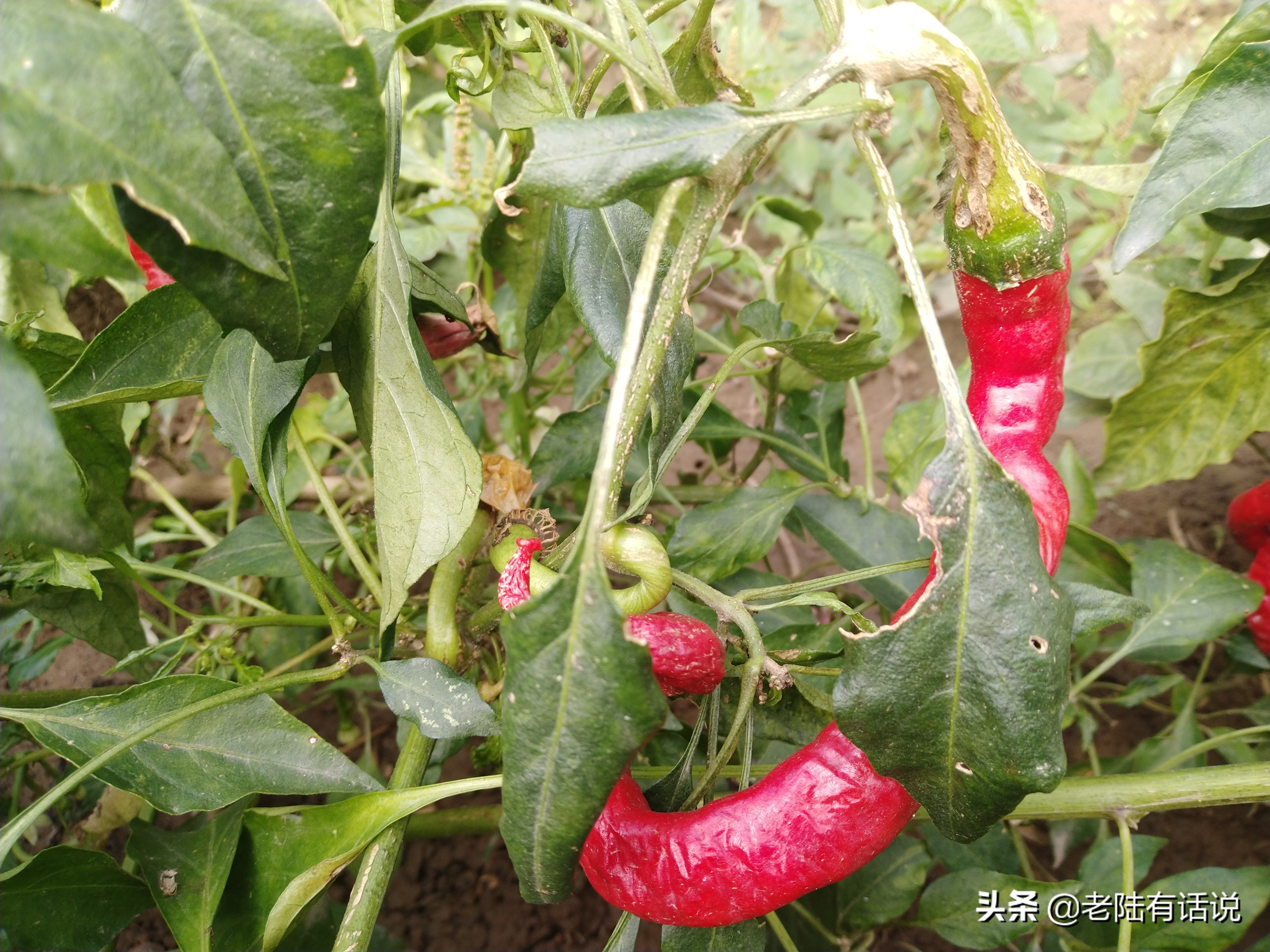 我的城市小菜园，我的田园之梦，金秋收获绿色食品