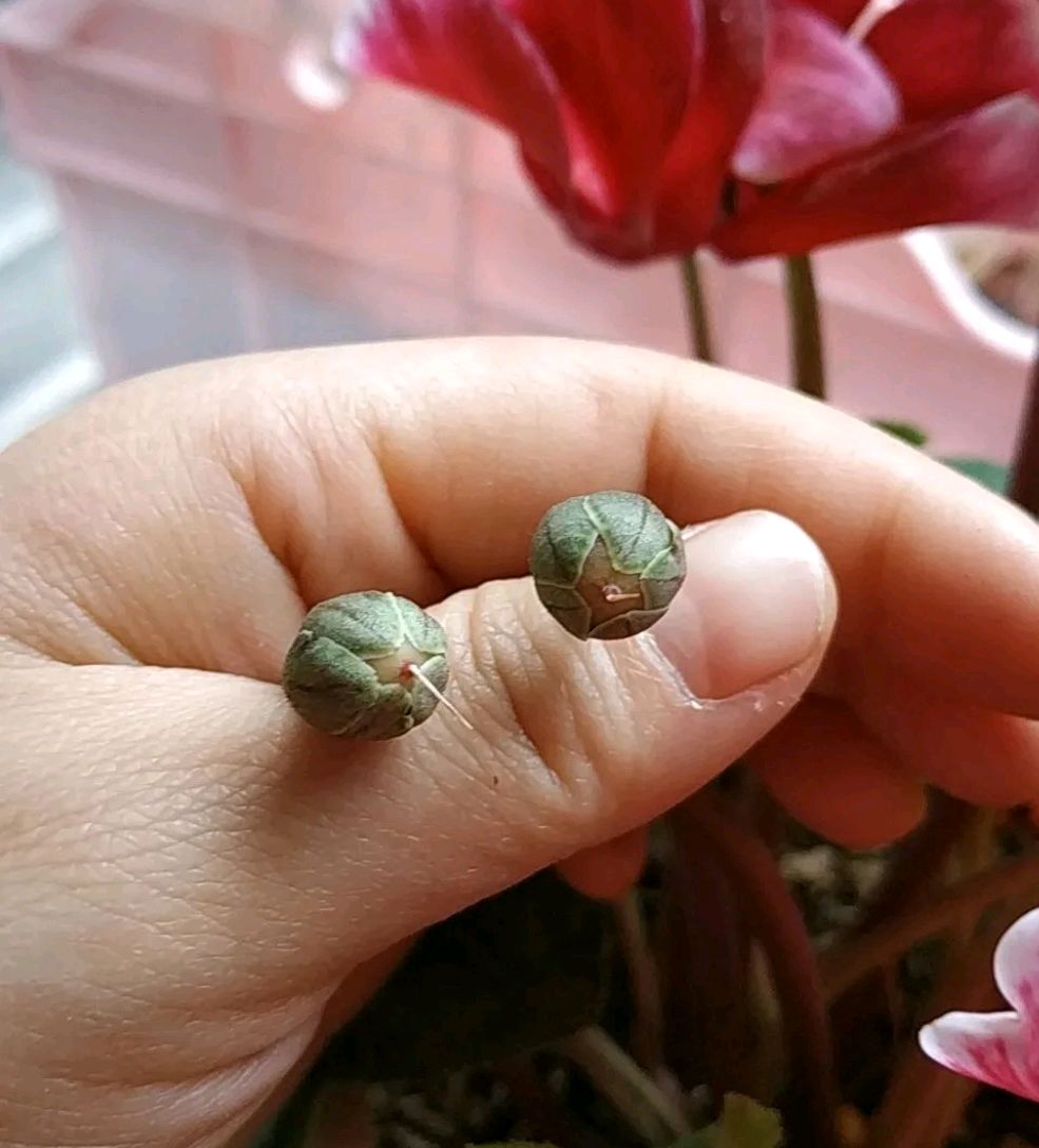 仙客来快要结种子了,需要留种子吗?会不会影响度夏休眠