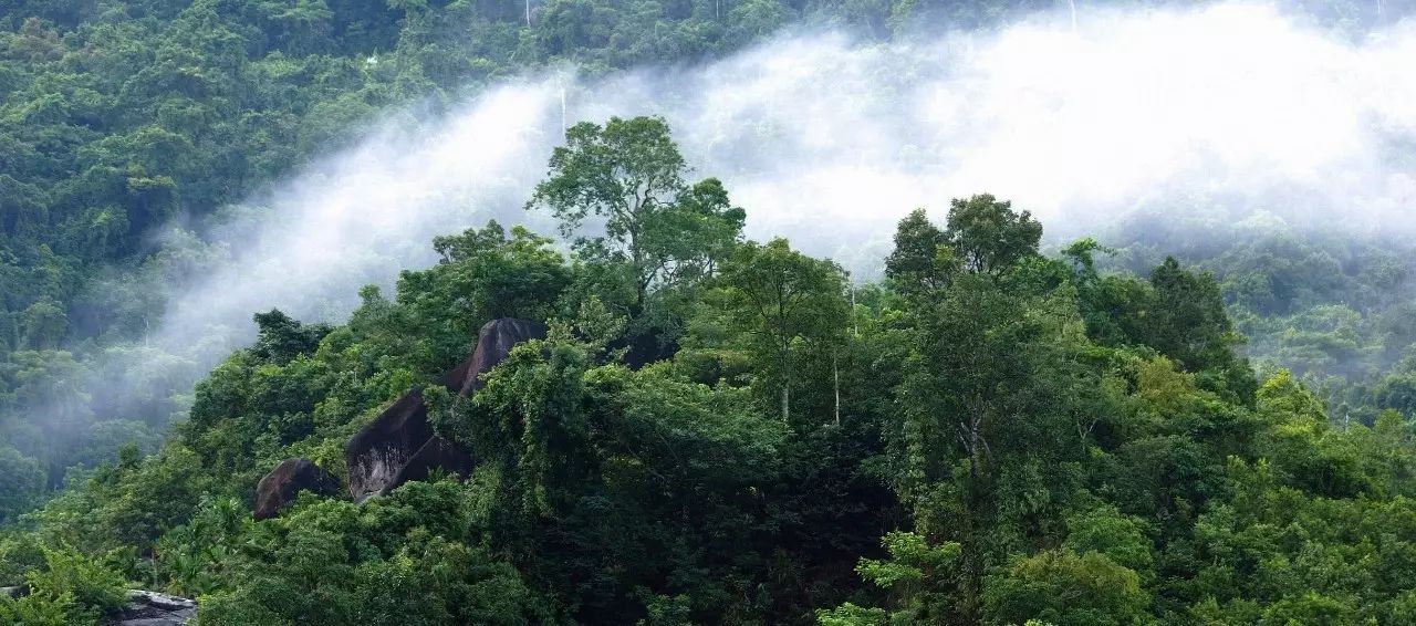海南有中国最好的空气质量,这里的森林覆盖率超过60%,位列全国各省区