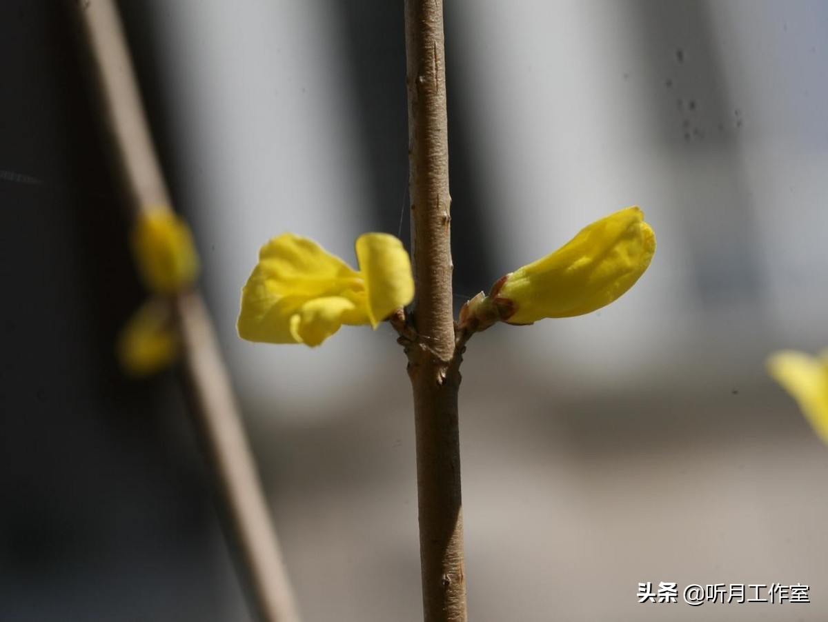 连翘花舞春幽美，淡淡花香惹人醉