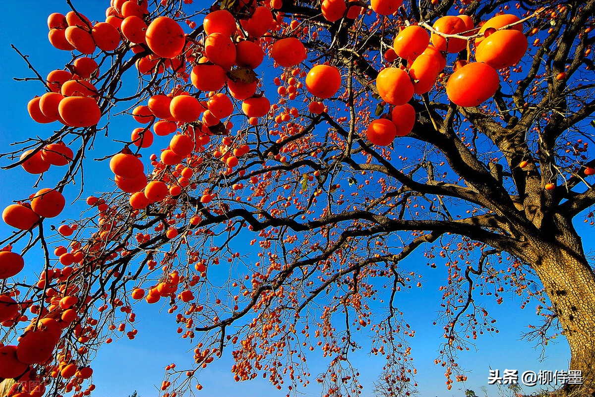 柿子的图片(枝头红柿闹) - 赤虎壹号