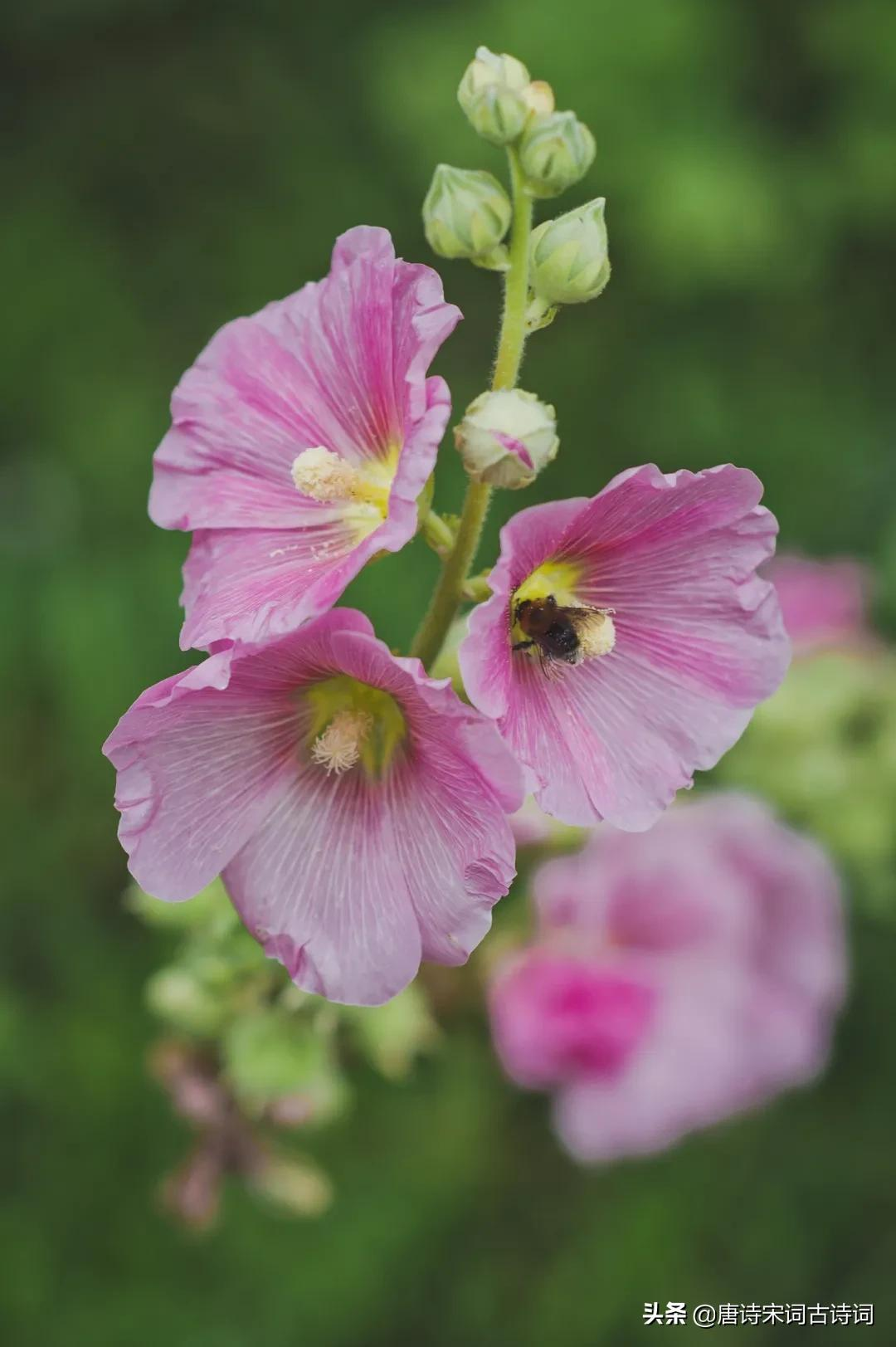 芙蓉花，醉了秋天