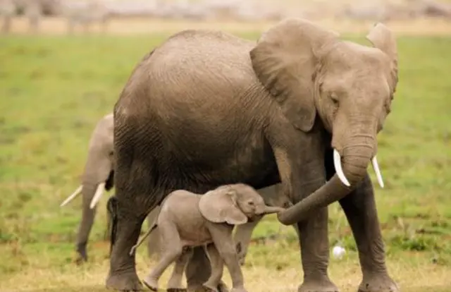 大象的寿命,大象的寿命约为多少年
