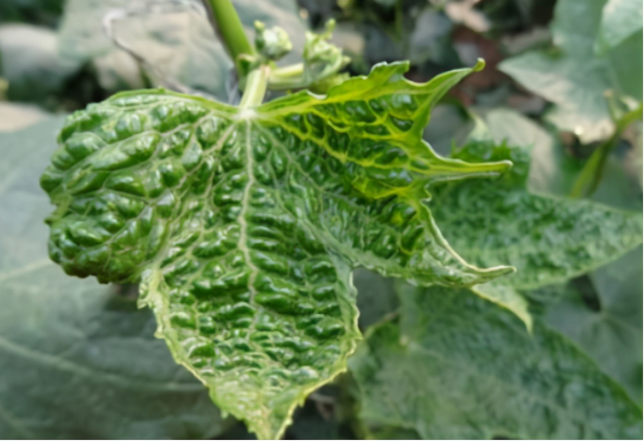 一,黄瓜病毒病症状苗期发病子叶变黄枯萎,幼叶出现浓绿相间的花叶症状