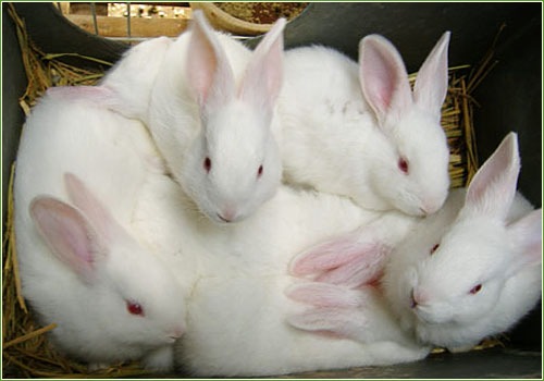 怎么养兔子，家兔饲养管理的9大技术？