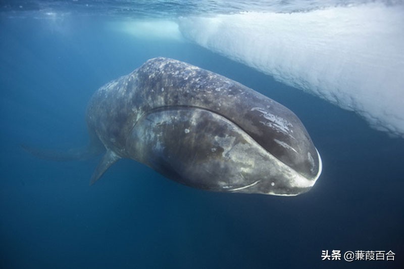 俄罗斯老板Valeriy(这10种生物的寿命比已知的活得最古老的人类还要长)