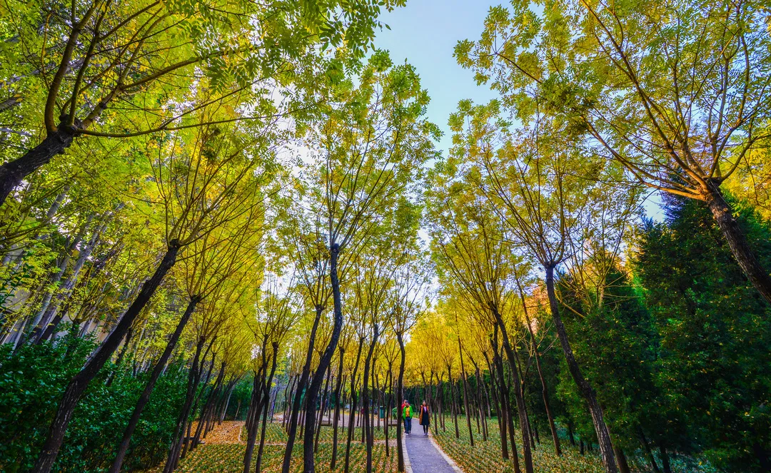 千年银杏的独木成秋千年银杏