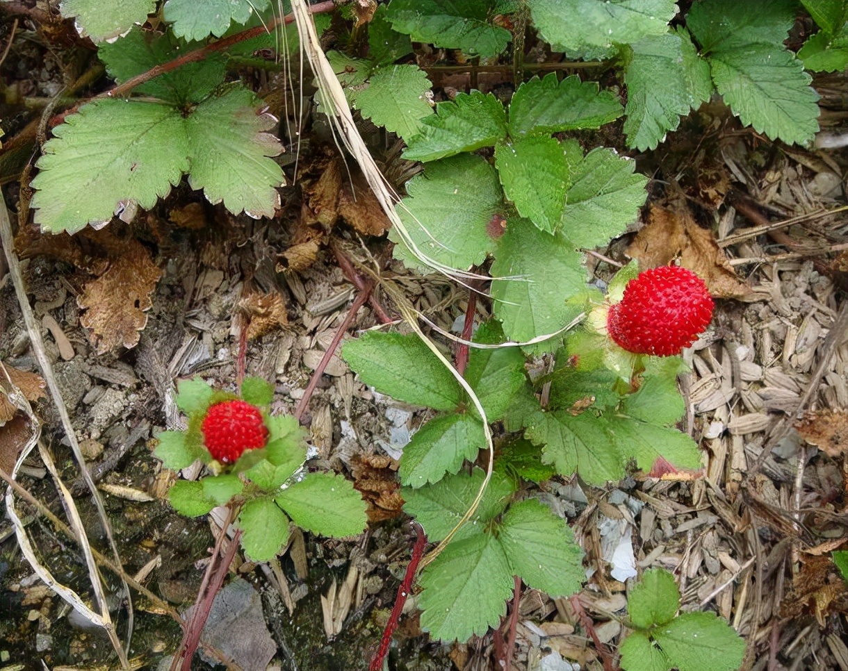蛇泡草的功效与作用(一种) - 行就行
