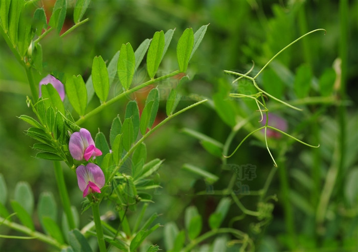 臭草根的功效与作用(臭花草根的功效)-我的快乐小窝