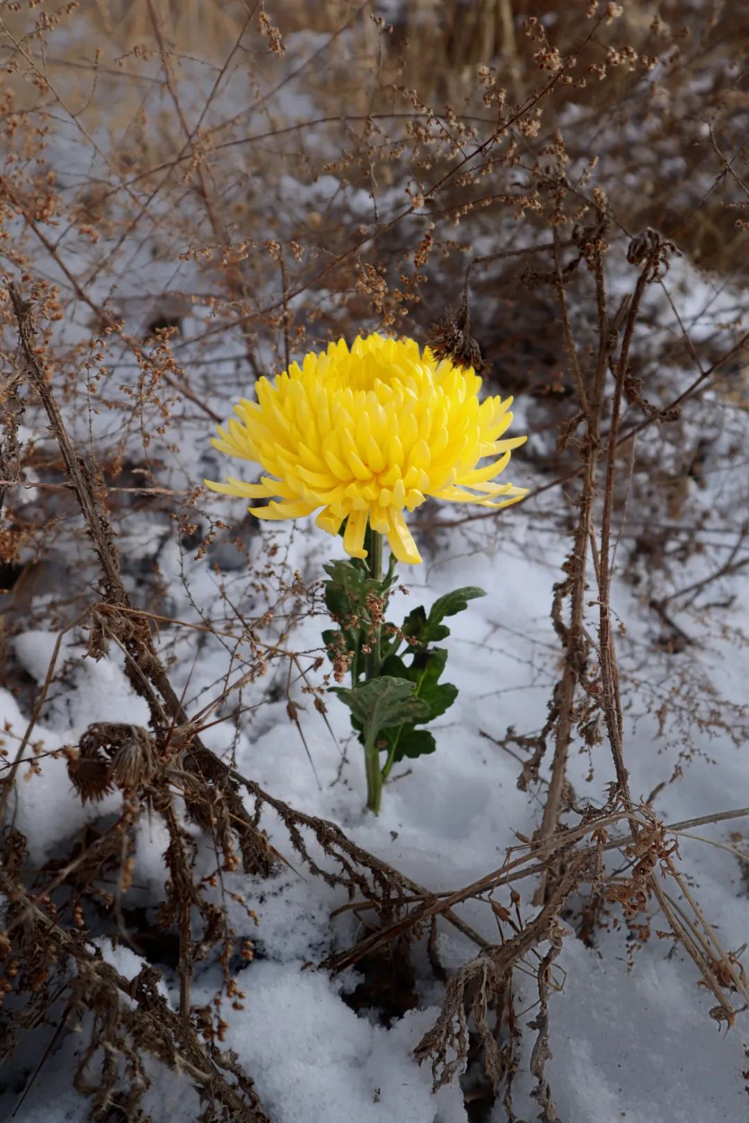怀德学院“心怀正气 尚德倡廉”文化作品展
