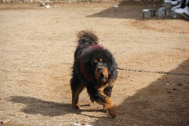 浅谈中国最为凶猛的犬