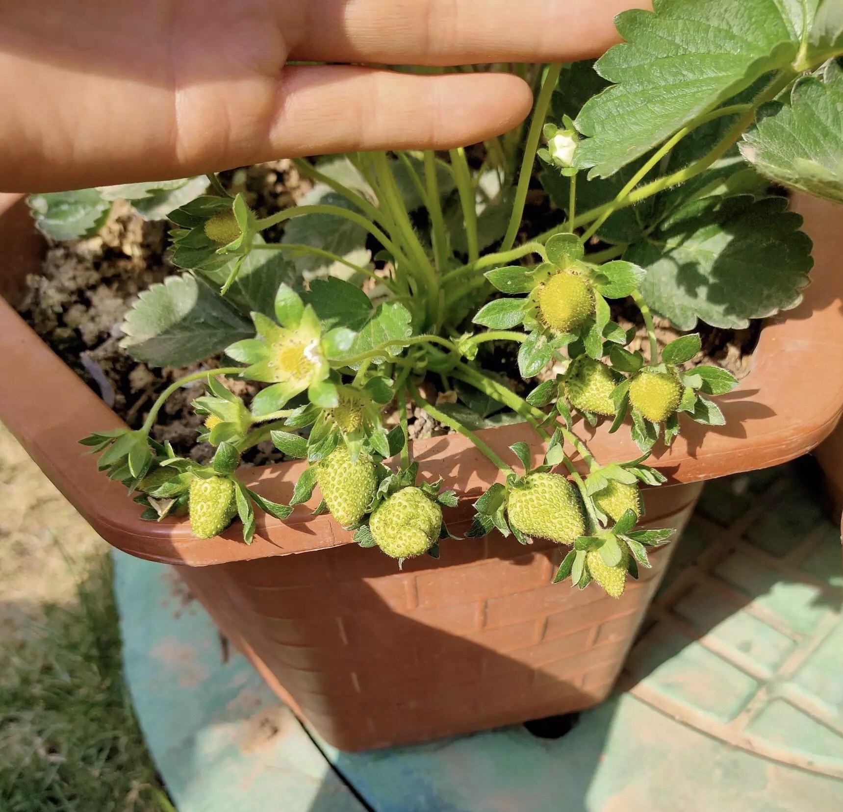 盆栽草莓的种植方法,掌握"三招",两个月挂果,实现草莓自由