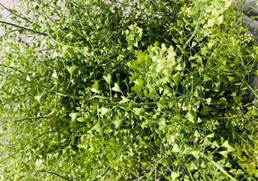 地菜煮雞蛋,地菜煮雞蛋是什么節(jié)日