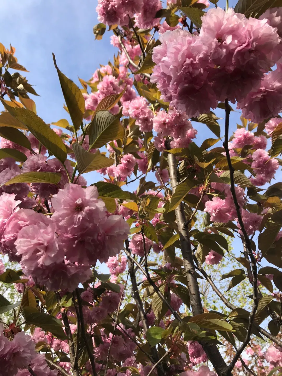 五月樱花诗六首