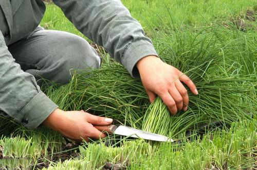 贾会计还是真精明？无差别收割200亿，他下周真的会回国吗？