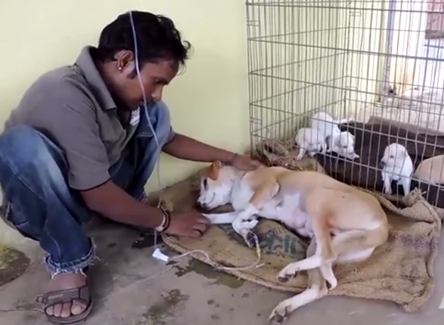 受伤的狗妈妈，依然坚持照顾小狗，被救后展露久违的笑容