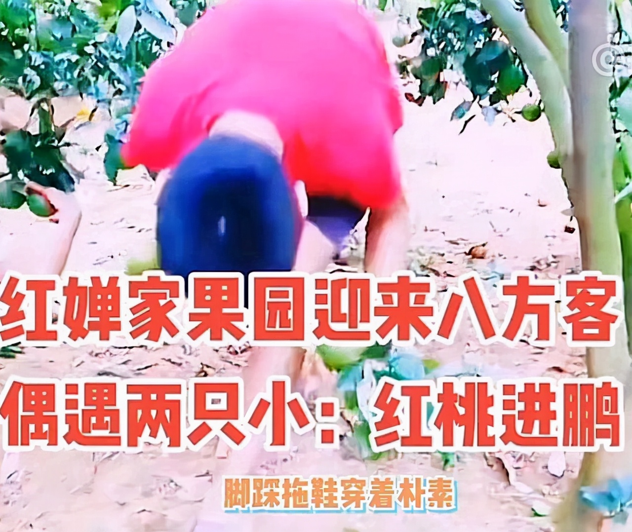 全红婵1家4口干活曝光！妹妹弟弟很忙，妈妈开心笑了老爸端坐休息