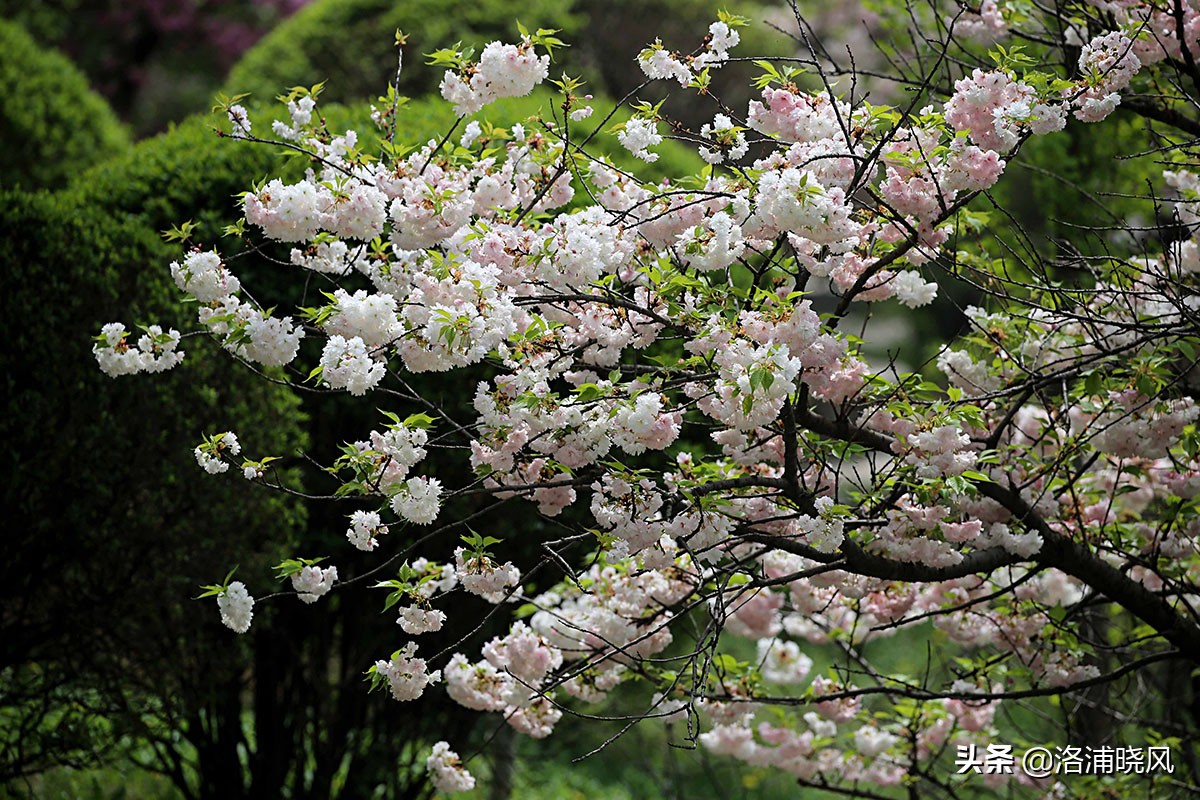 日本樱花文化（内涵揭秘日本樱花文化背后的冷知识）