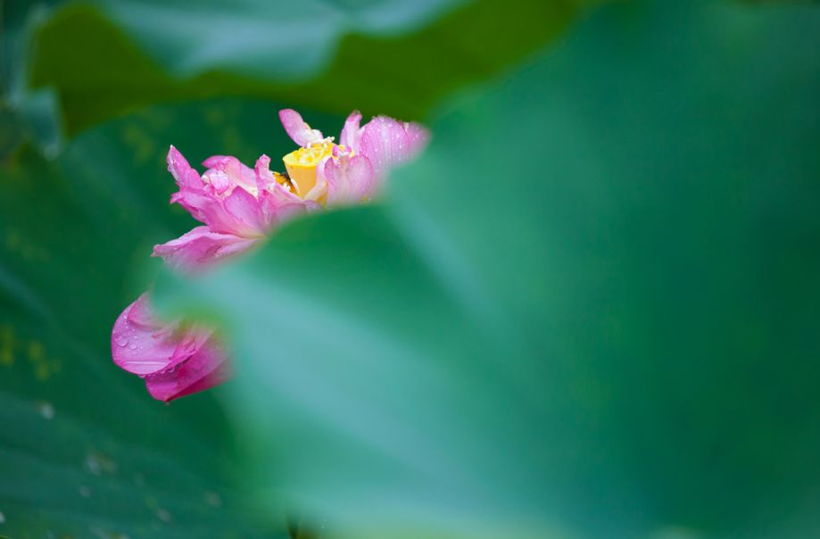 「诗词鉴赏」夏日雨中绽放的荷花，荷花池里的一诗一画