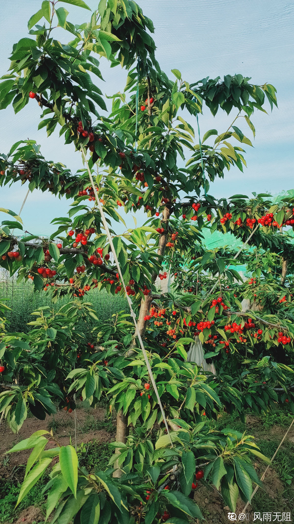 樱桃怎么种植方法（分享樱桃的正确养殖小技巧）