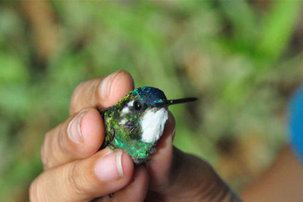 世界上最小的鸟是什么，世界上体型最小的鸟吸蜜蜂鸟？