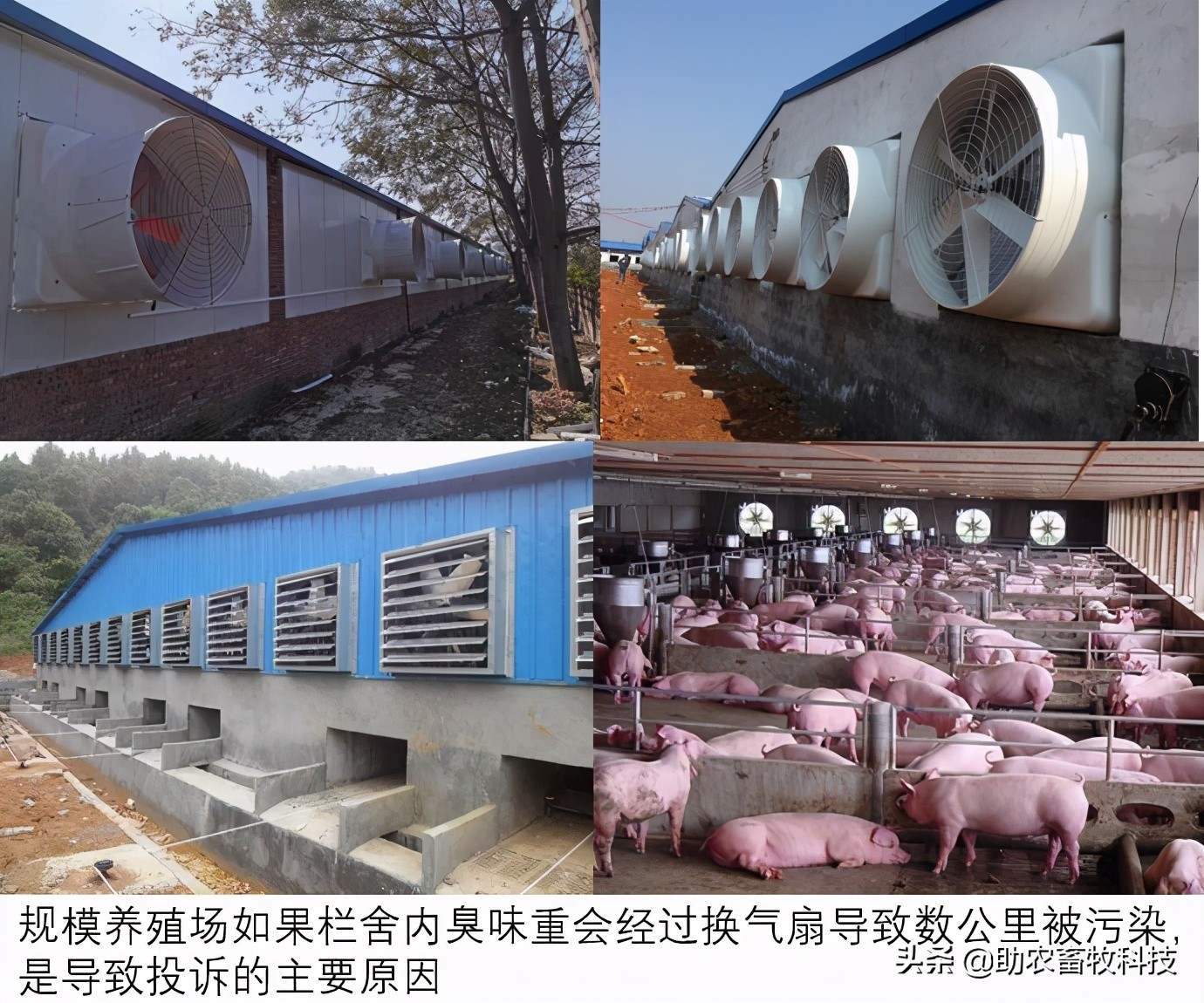 养殖场臭味大被投诉、栏舍内氨气重动物疾病频发，活菌能快速解决