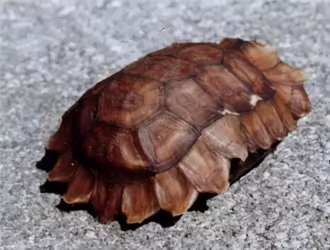 乌龟的种类图片及名称（乌龟的品种图片）