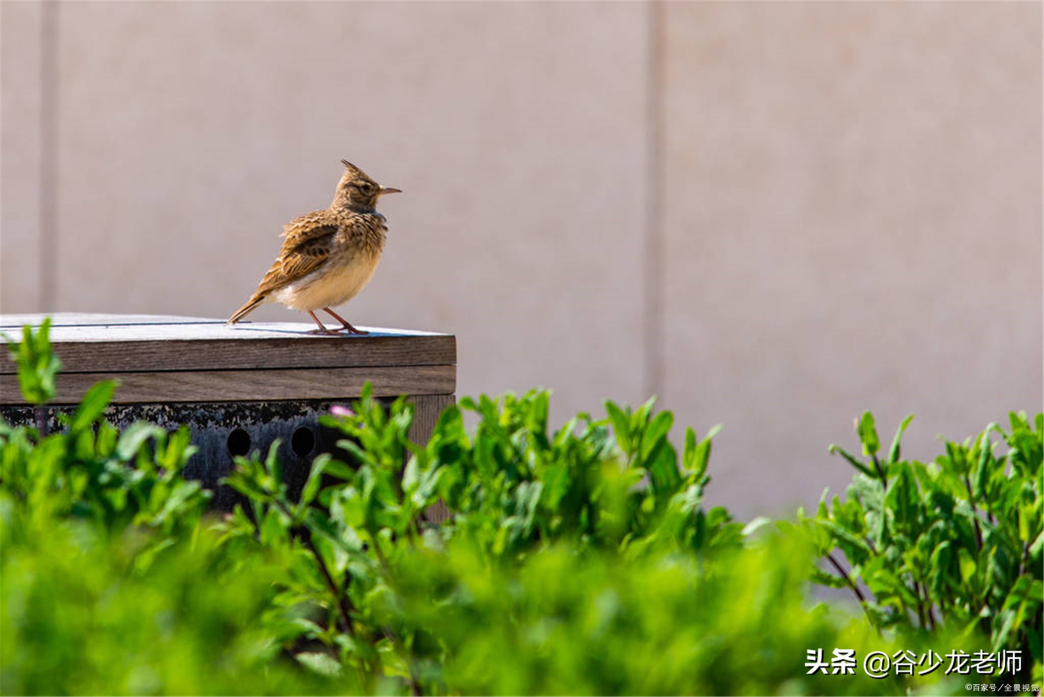 在瓦尔登湖寻找生活意义的梭罗说过：每个早晨都是一个愉快的邀请