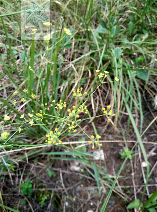 竹叶花椒图片（竹叶花椒的来源产地及营养功效）