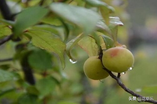 梅子黄时是什么季节（关于梅子相关知识与寓意）