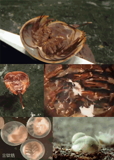 古生物学家们在一些奥陶纪的化石中发现了鲎的祖先,证明5亿年来鲎的