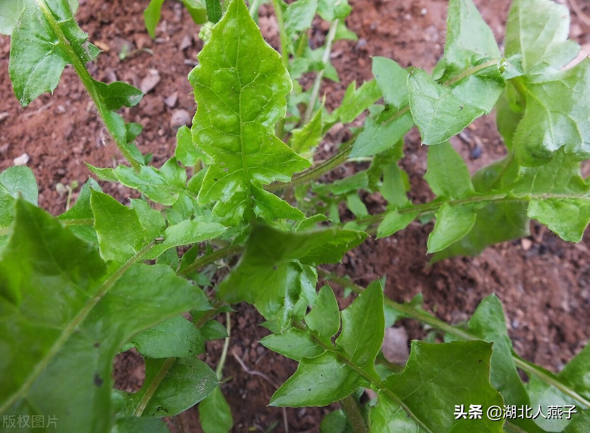 39种野菜图片，教你认识不同的野菜和吃法，你想要的野菜这里都有