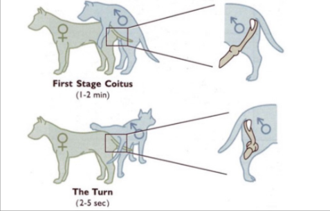 狗子在交配时为什么会被"锁"住,这到底是怎么回事?
