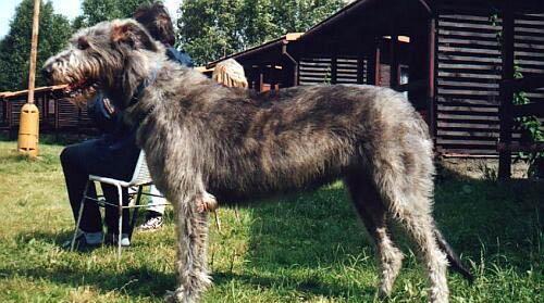 狗狗界的5大巨型犬，最后一种站起来比姚明还高！