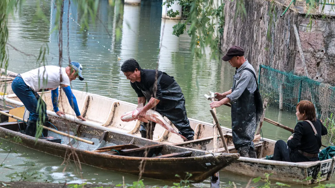 金职喊你免费吃鱼啦