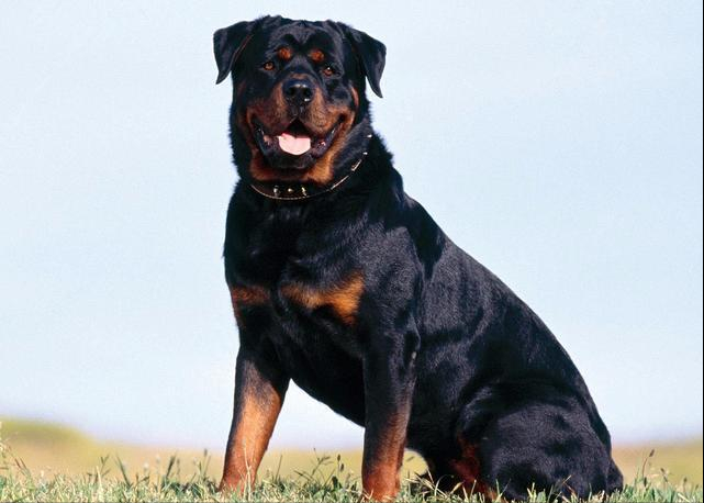 狗界很有"灵性"的几种狗,你对它好,它会对你忠诚一辈子