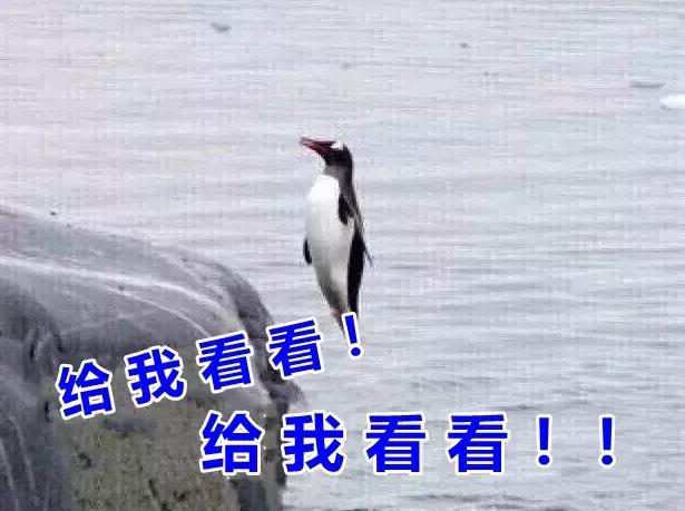 养熊猫读什么专业？来川农大就对了