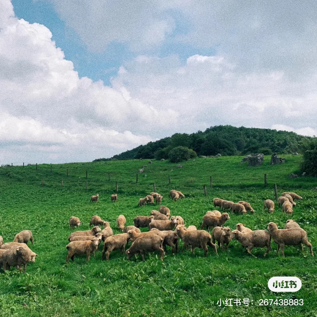 藏不住了！昆明周边的小新西兰，趁着还没开学赶快去打卡