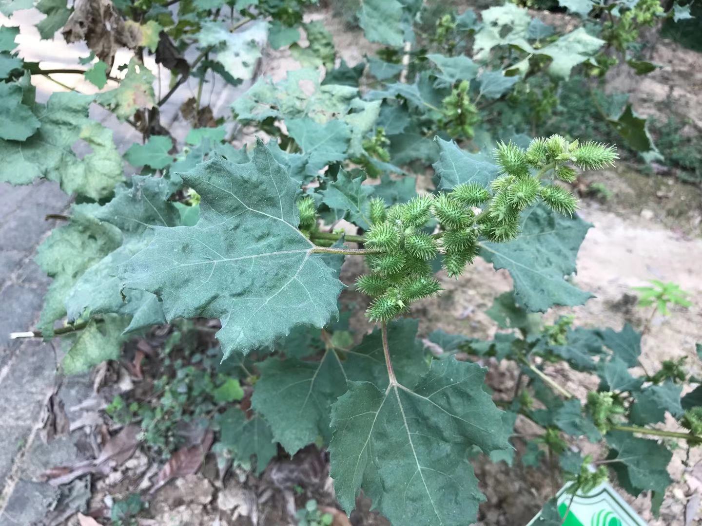 苍耳子的功效与作用图片(这种粘人头发和衣服的种子) - 赤虎壹号