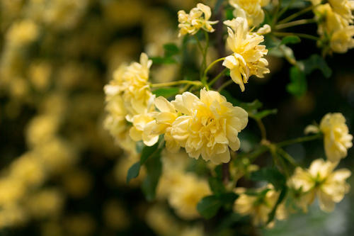 黄木香花为什么不能种（揭秘其中的重要原因）