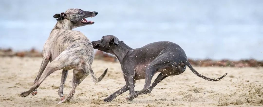 从清北录取看北京16大重点中学排名现状