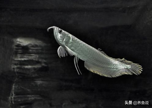 銀龍魚的飼養,銀龍魚的飼養方法