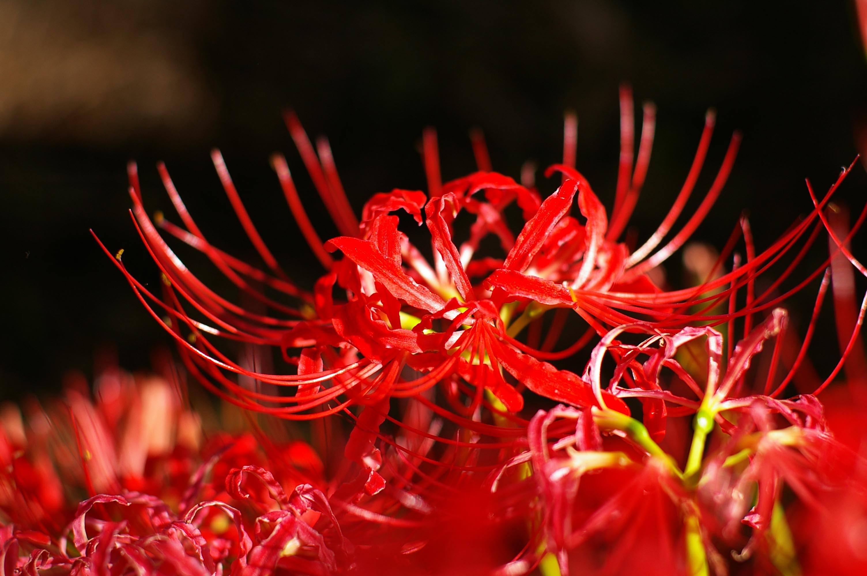 彼岸花壁纸 唯美图片