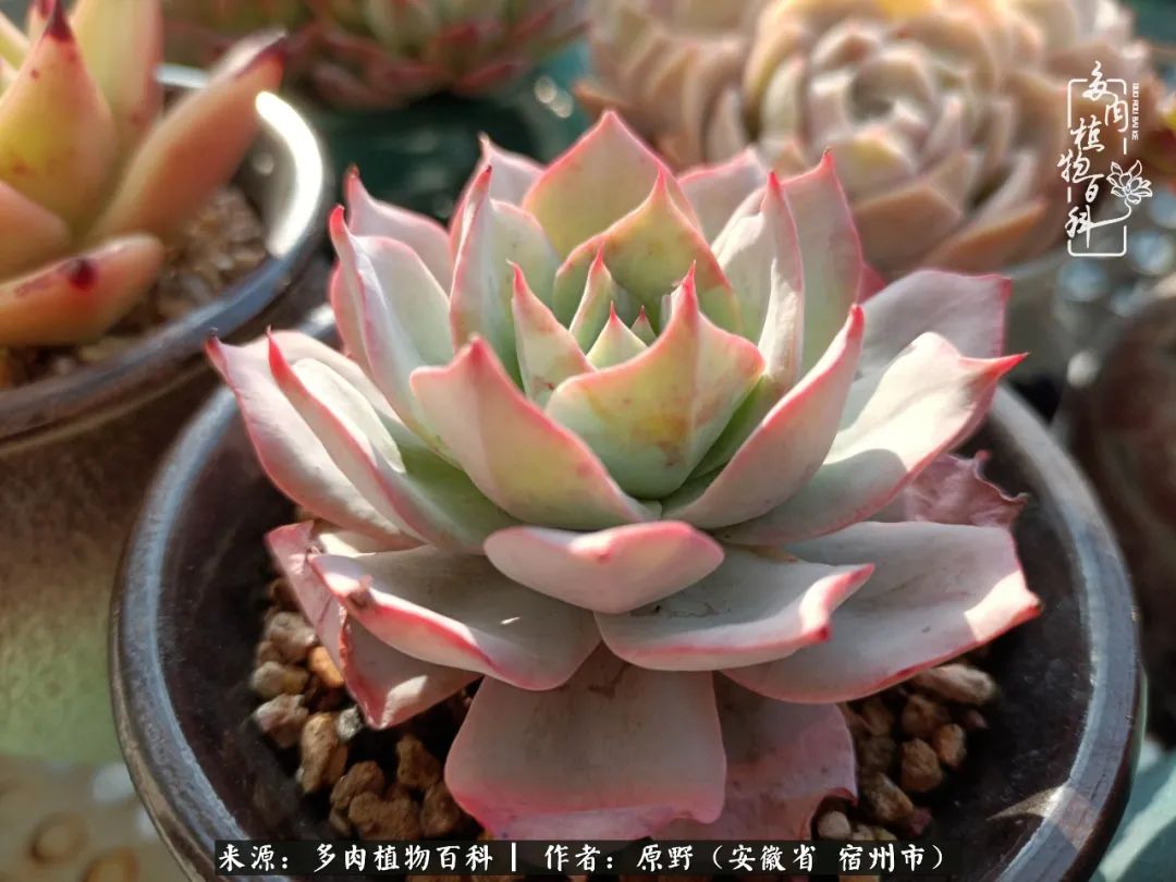 我心观世界：生活与多肉，应无所住而生其心