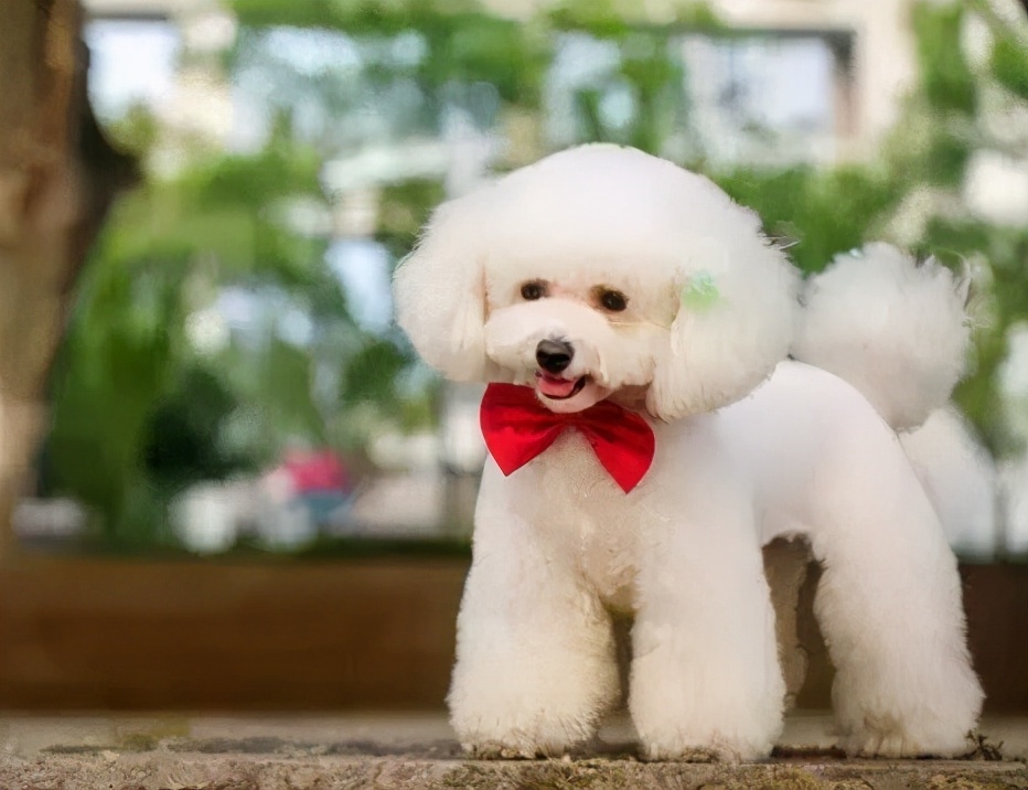 泰迪常见的5种毛发颜色,有你家狗子吗?