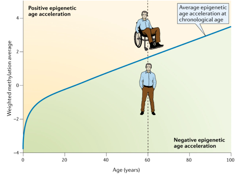 1岁的小狗已入而立之年？揭秘狗狗真实年龄的换算公式