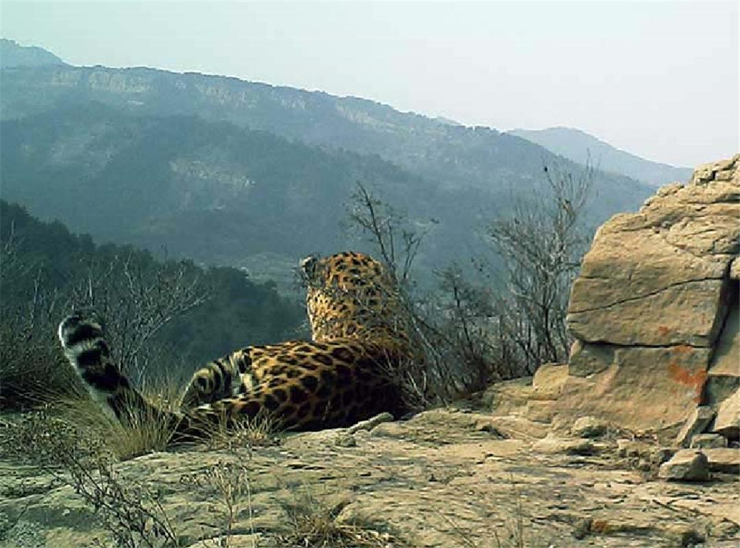 华北豹频频现身，为何仍难以控制当地野猪？豹子能打得过野猪吗？