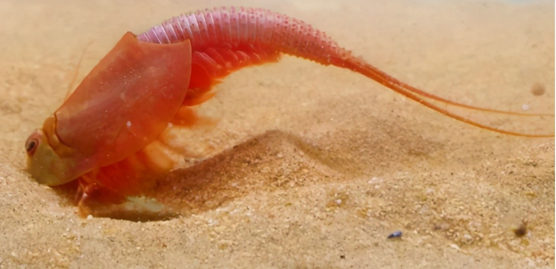 三眼恐龙虾甘肃发现三眼怪物可在太空中繁育后代在日本被当成宠物