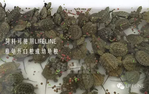 日本石龟图片高清（日本石龟龟苗饲养指南）