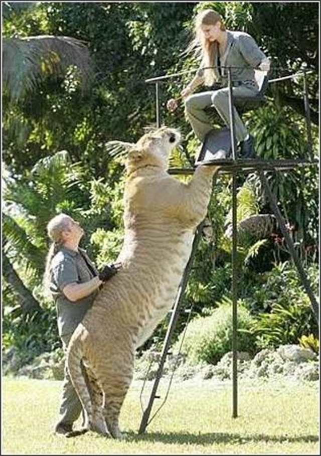 人类创造的最大猫科动物，体重达到430公斤，为何被人们唾弃？